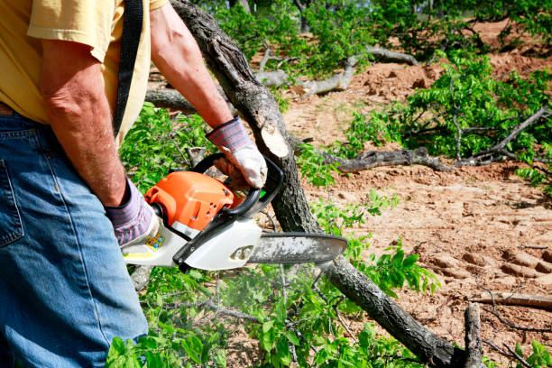 Best Emergency Tree Service  in Boardman, OR